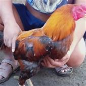 LU
