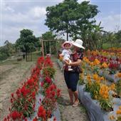 Diệp