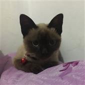 Ki