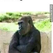 Gu