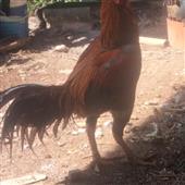 Vò