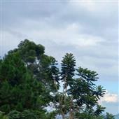 Tế