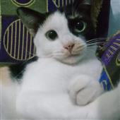 Qu