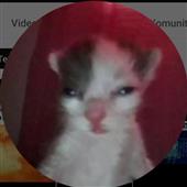 Các 