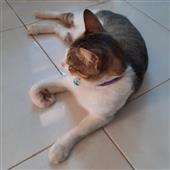 Đả