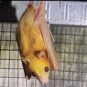 Mr