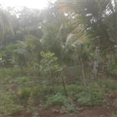 Vư
