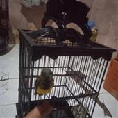 Đấ
