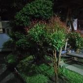Vò