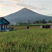 Hổ