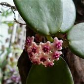 Gấ
