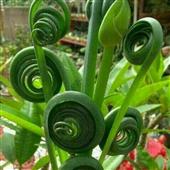 CỪ