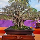 Nổ