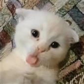 Tà
