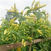 Đánh