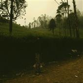 Bí