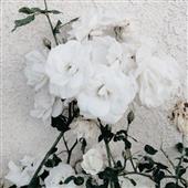Bảng