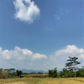 Rồ