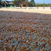 Sự t