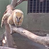 Nữ