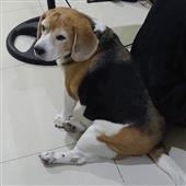 Soi 