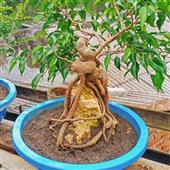 Giải
