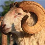 Kè