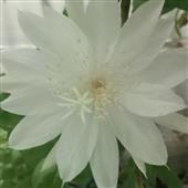 NỮ
