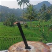 Trực