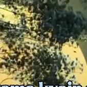 Ti