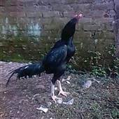 Bó