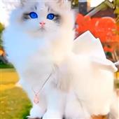 FanD