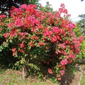 Kế