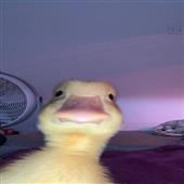 Cư