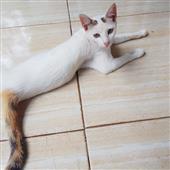 Giáo