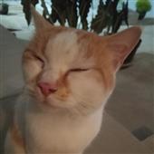 Bu