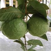 Xiếc