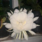 Vận