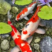 Sò