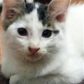 KI