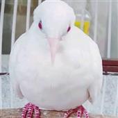 Ba