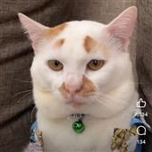 Kèo 