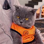 Qu
