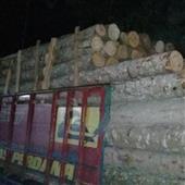 Cá