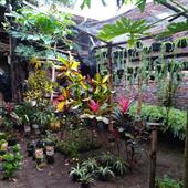 Sự