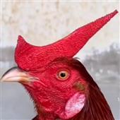 Vũ