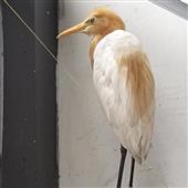 Vò