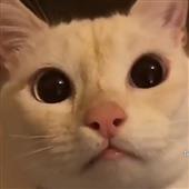 CU