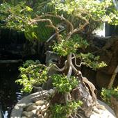 Đoạt