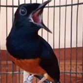 Bl